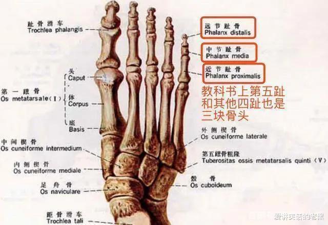 中国男足差的原因找到了，中国人足部普遍比白人及黑人少两块骨头